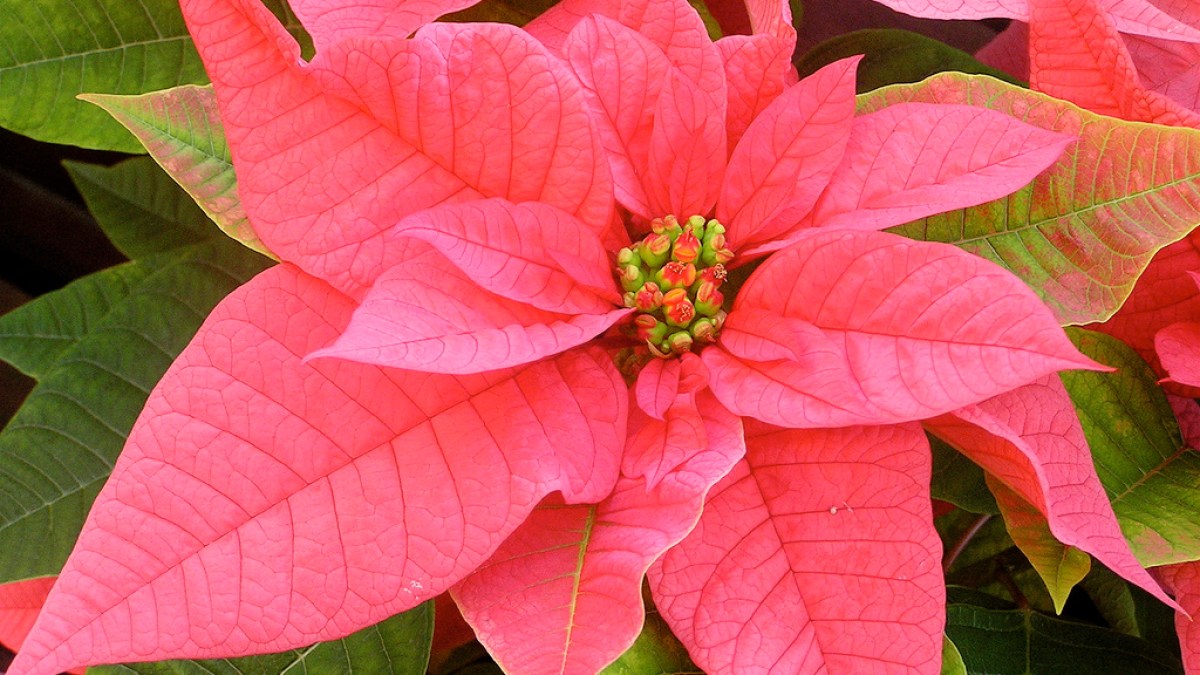 WEB-POINSETTIA-PINK-GREEN-LIZ-WEST-FLICKR-CC0