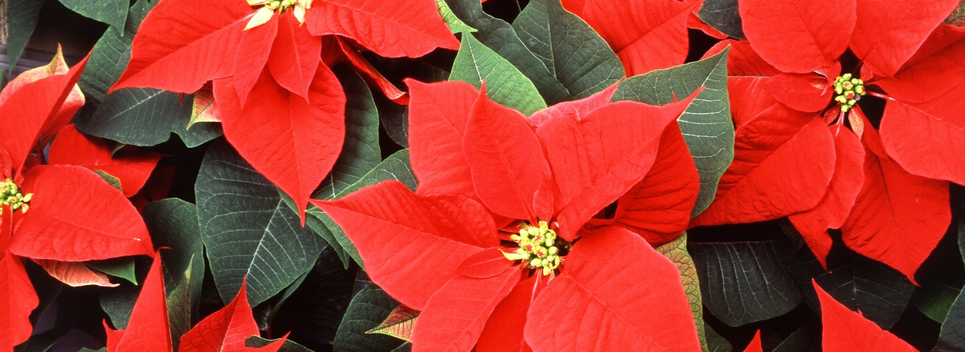 WEB-POINSETTIAS-BLOOM-FLOWER-RED-GREEN-CHRISTMAS-SCOTT-BAUER-WIKICOM-CC0