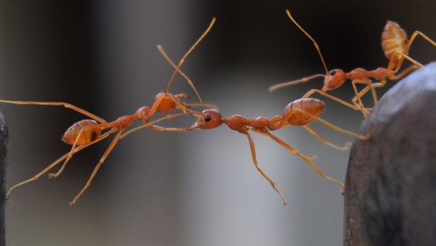 ANTS,BRIDGE