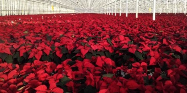 POINSETTIA GREENHOUSE