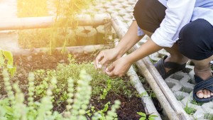 HERB GARDEN