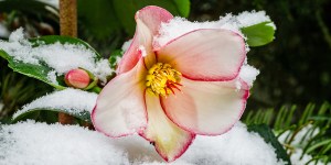 7 Beautiful plants to brighten your days during the late winter months