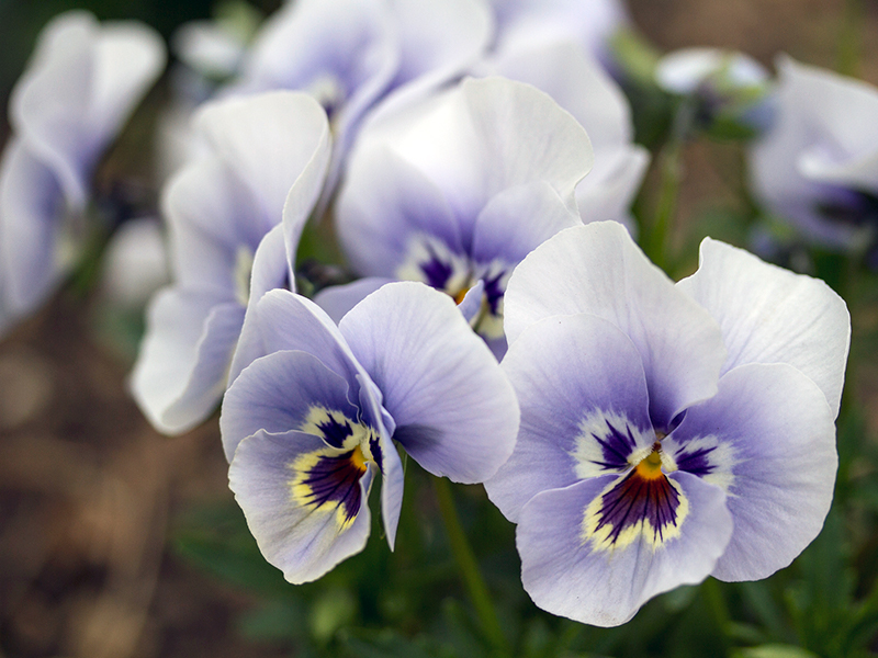 WINTER FLOWERS