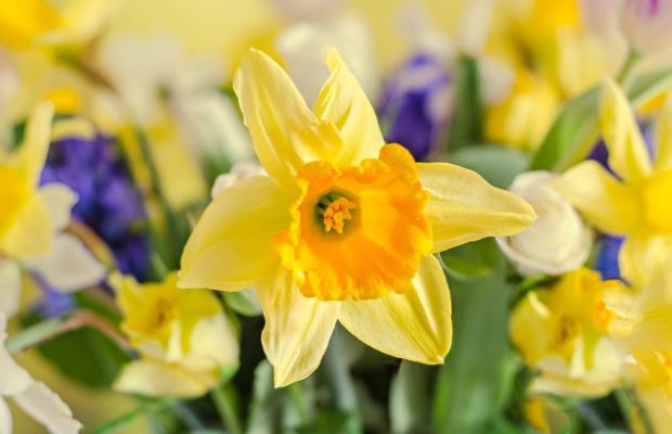 {"rendered":"(Slideshow) 7 Ways the Welsh celebrate St. David’s Day"}