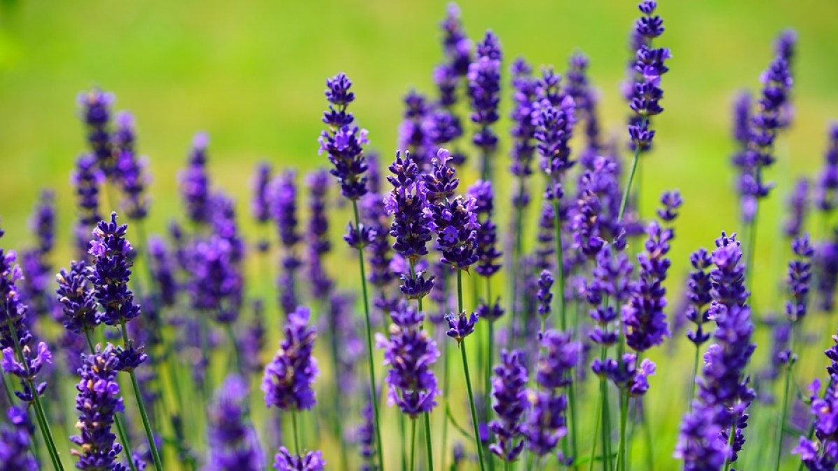 lavender.jpg