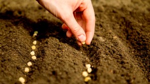 HAND PUT SEEDS