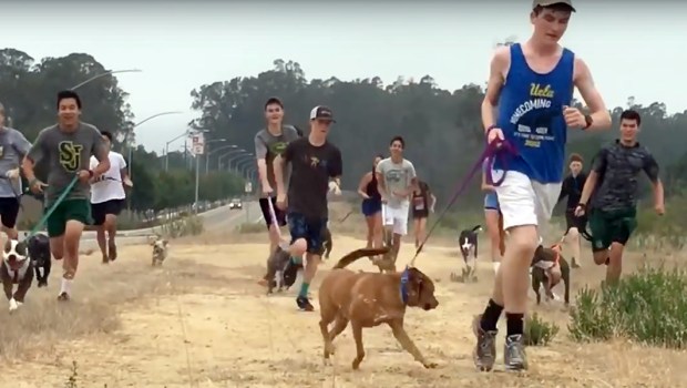SHELTER DOGS