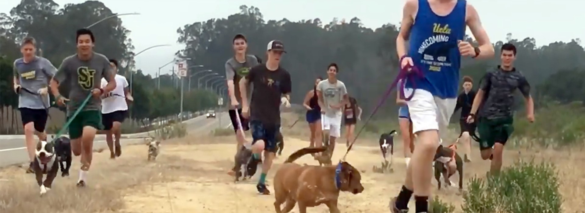 SHELTER DOGS
