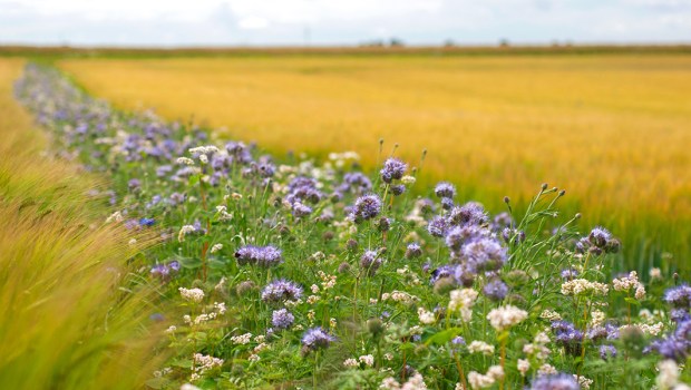 ECONOMICAL FARMING