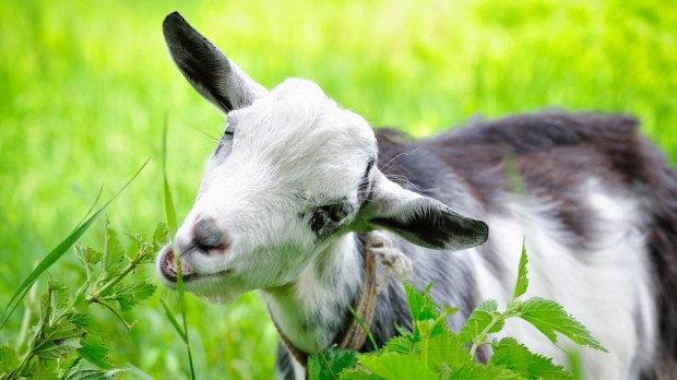 web3-goat-eating-weeds-brambles-environment-nataliia-melnychuk-shutterstock.jpg