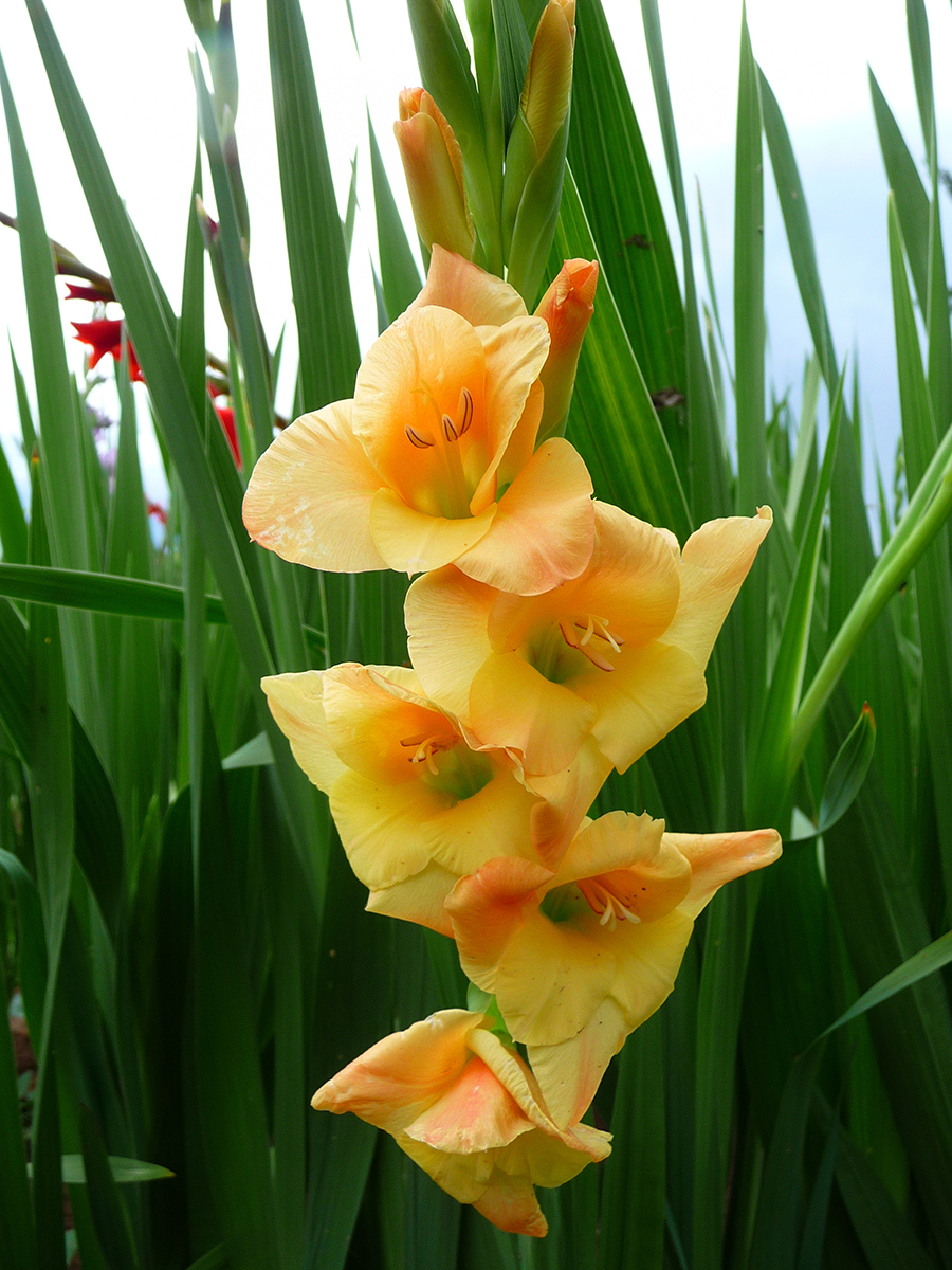 web3-sword-lilies-flower-wikipedia.jpg