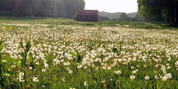Natuurbegraafplaats Koningsakker