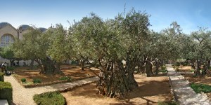 Gethsemane olive trees found to be 900 years old and maybe older