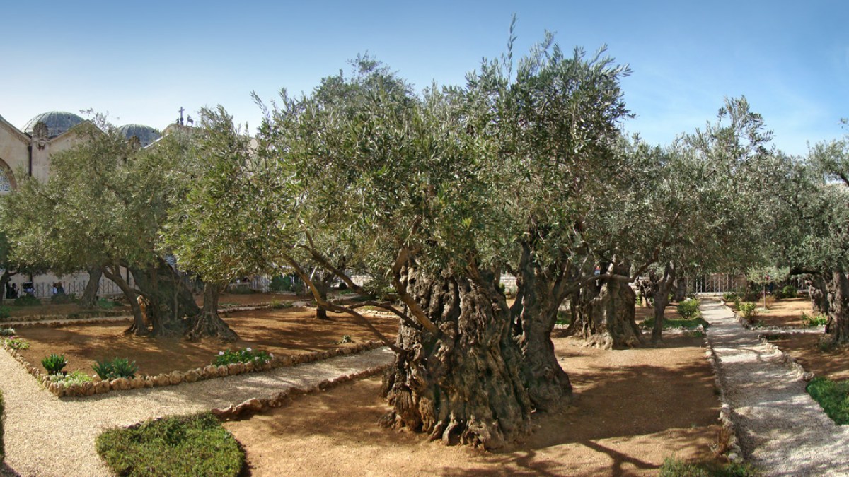 Garden of Gethsemane