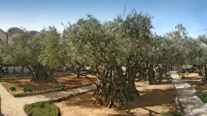 Garden of Gethsemane