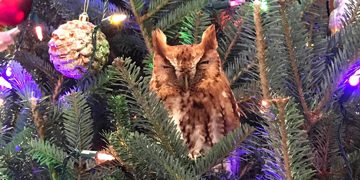 Christmas  Owl Animal Tree Hanging Brush Pendant Ornaments Tree Decor GG 