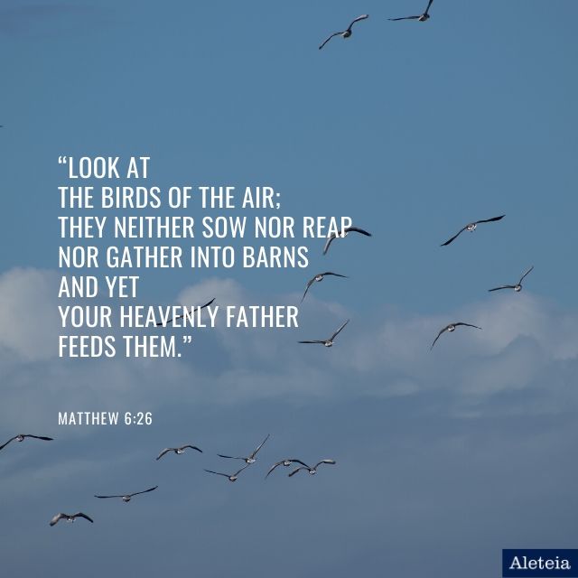 Bible quotes about care for animals — Aleteia Bible quotes about care for animals — Aleteia