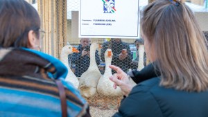 blessing the animals