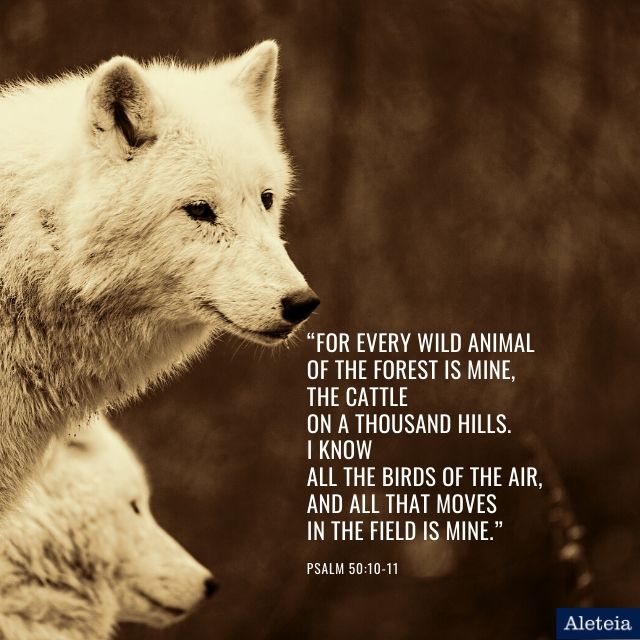 slideshow)7 Biblical quotes about care for animals