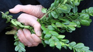 BOXWOOD BRANCHES