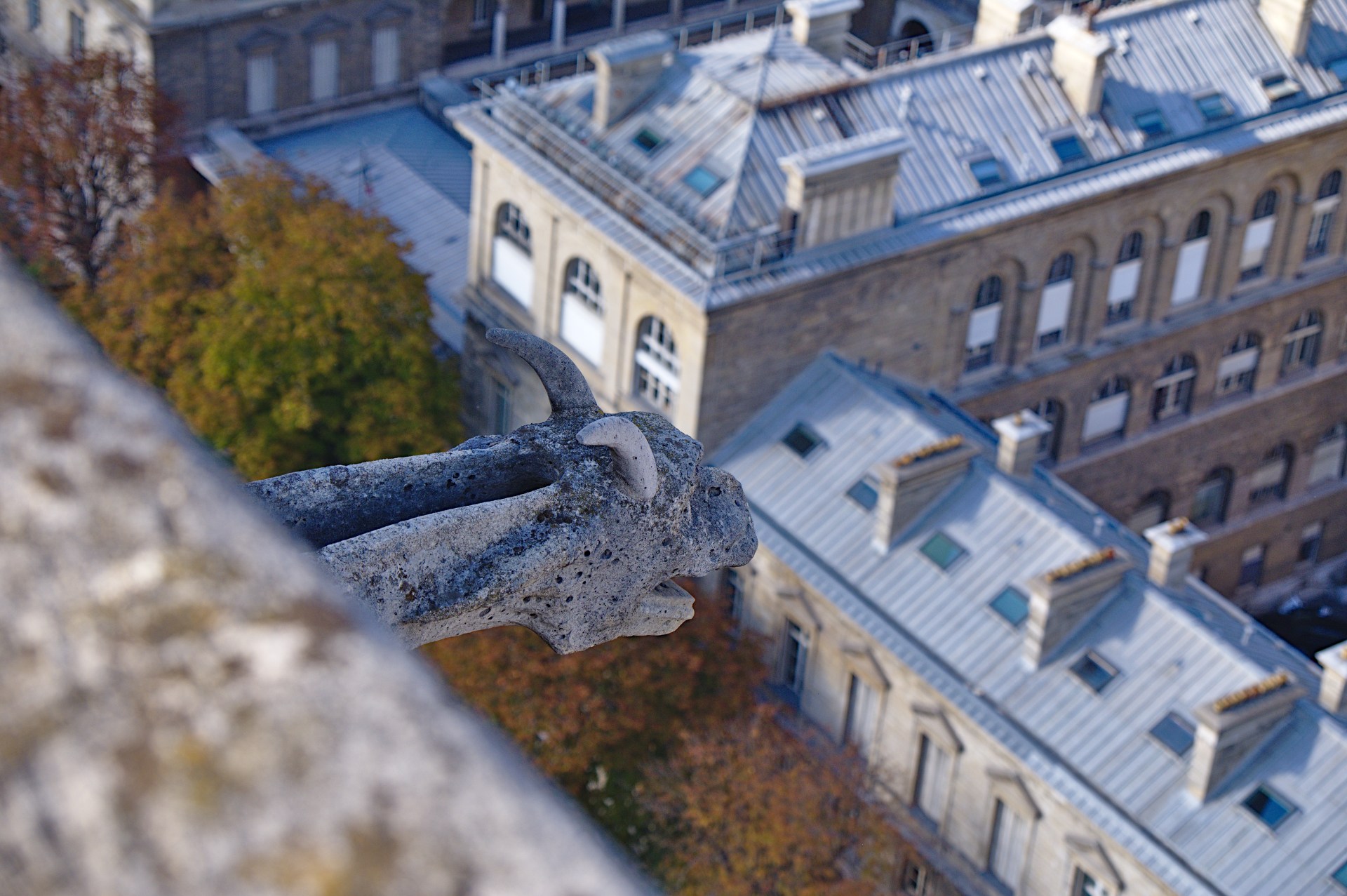 Notre Dame; GARGOYLE