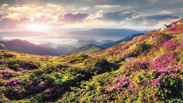 Mountaintop view with colorful flowers and sunrise