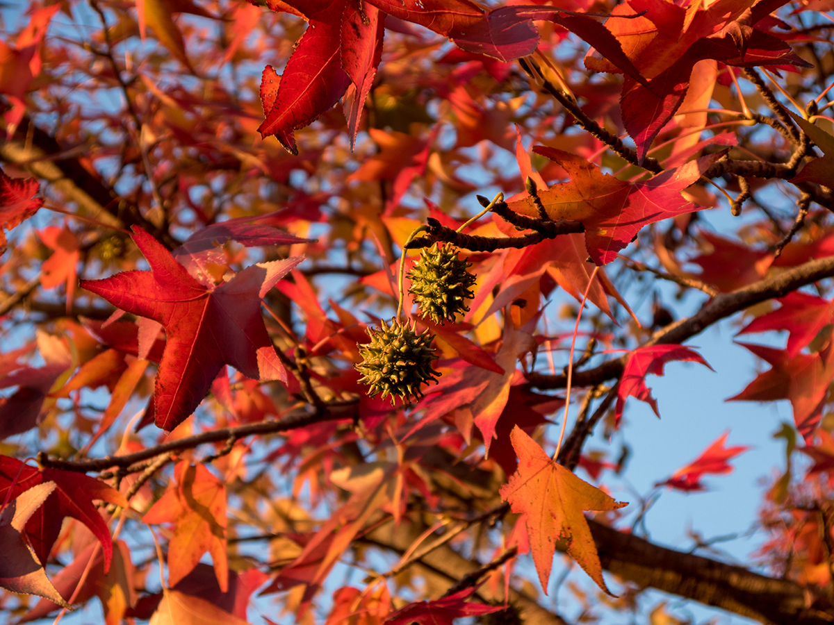 Sweetgum Tree