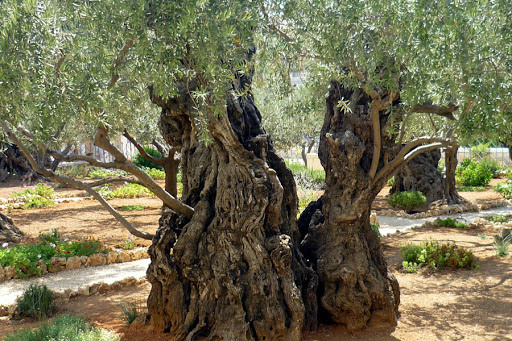 horto-das-oliveiras.jpg
