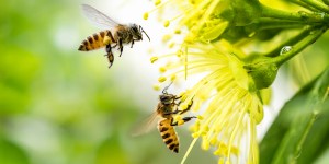 What bees can teach us about meditating on Scripture