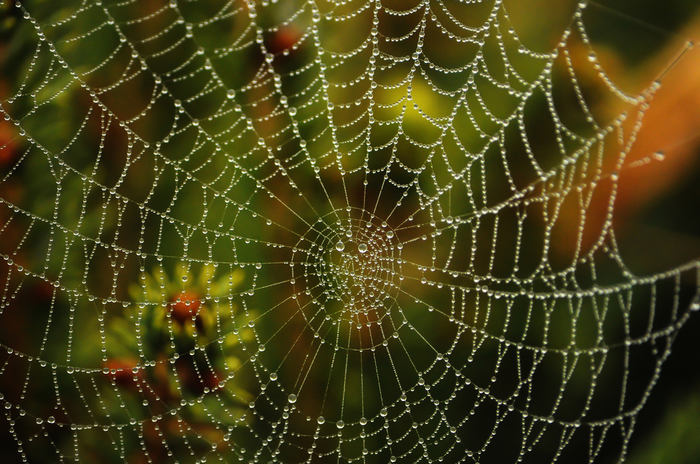 Spiritual meaning of spiders in the Bible