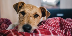 A heartwarming example of why dogs are man&#8217;s best friend