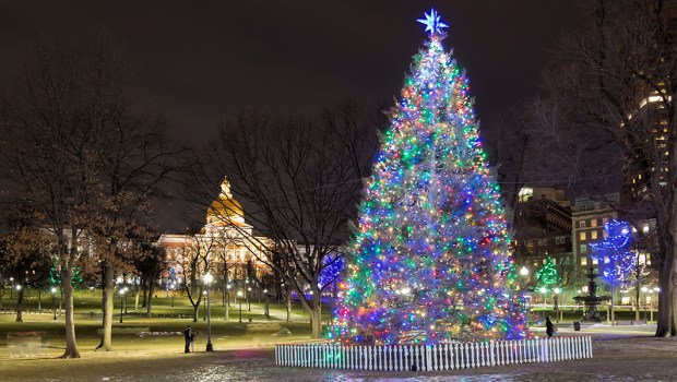 BOSTON CHRISTMAS TREE