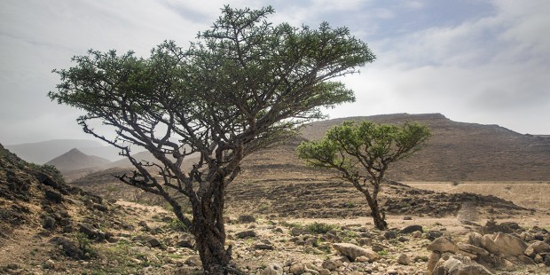 Boswellia tree