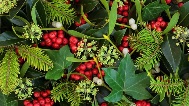 HOLLY