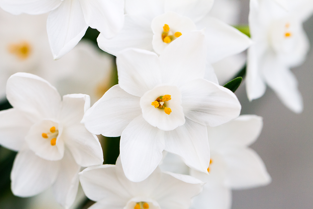 WEB3-PAPERWHITES-FLOWERS-shutterstock_758945812.jpg