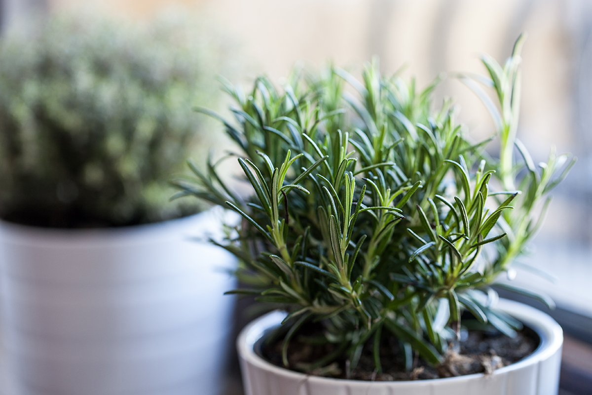 WEB3-ROSEMARY-POTTED-PLANT-shutterstock_255105661.jpg