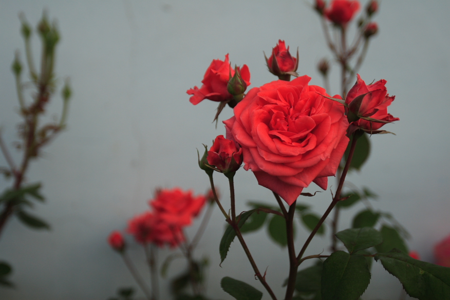 CHINESE ROSE