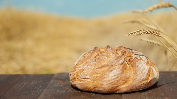 bread and wheat