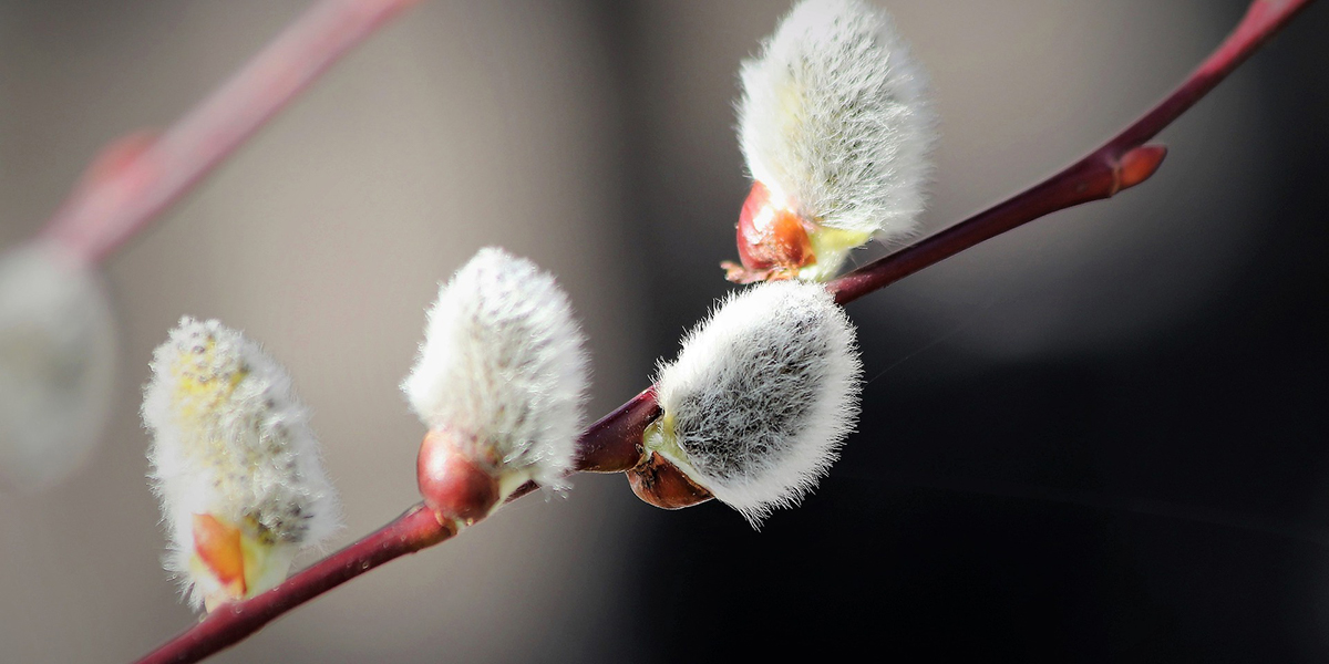 GOAT WILLOW