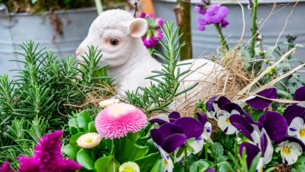 LAMB