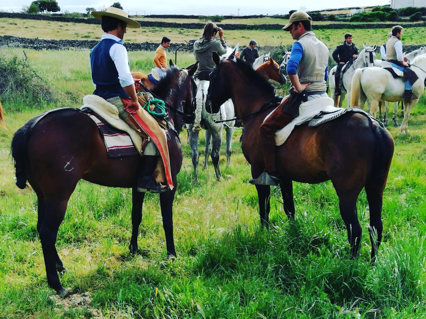 How do horses help us heal?