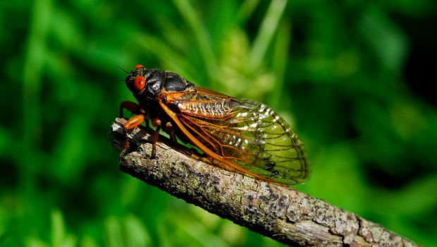 CICADA