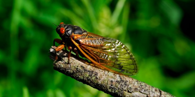 CICADA