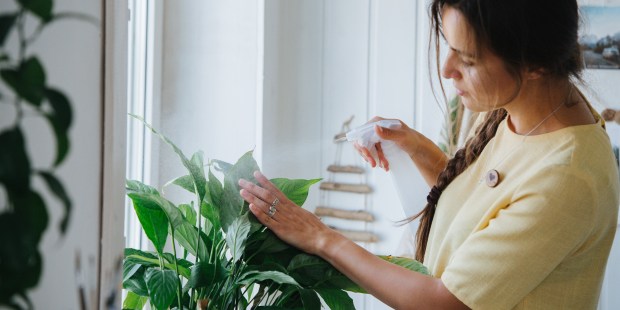 PLANTS