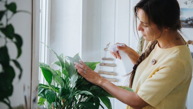 PLANTS