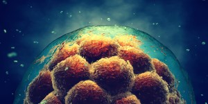 Human embryo experiments can now be done past 2 weeks