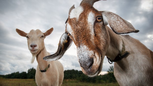 GOATS