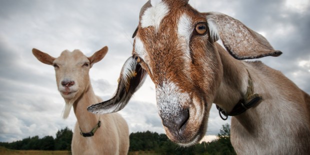 GOATS