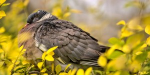 How a pigeon taught me to see the  beauty in death