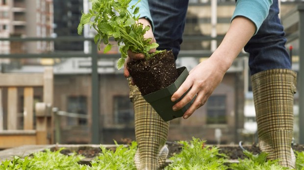 URBAN GARDEN